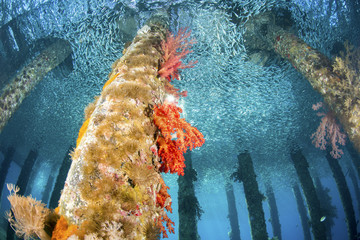 Black Rock Jetty, underwater in Aqaba, Red Sea, Jordan.