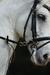 Closeup portrait of a sport tersk horse