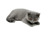 Fototapeta Koty - gray cat with yellow eyes lying on white background