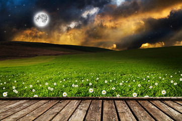 Wall Mural - daisy flower field in the night. elements of this image furnished by nasa.