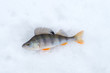 fish perch closeup lying on snow