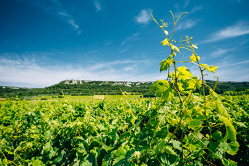 Vineyard of the South of France. Agricultural concept with Sunny