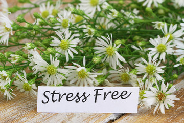 Wall Mural - Stress free card with fresh chamomile flowers on rustic wooden surface
