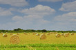 Rolls of Hay on the Field After Harvesting