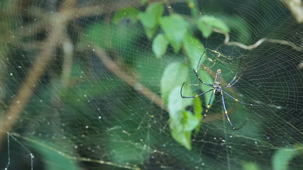 big spider on web