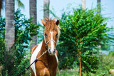 Fototapeta Konie - Brown and white horse at the land near beach