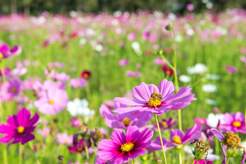 Wall Mural - Beautiful cosmos flower