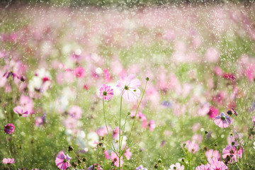 Wall Mural - Beautiful cosmos flower with rain, vintage style