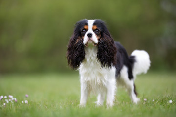 Wall Mural - Cavalier King Charles Spaniel dog outdoors in nature