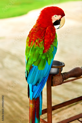 ptaki-zwierzeta-zblizenie-portret-jaskrawego-kolorowego-zielonoskrzydlego-czerwonego-szkarlatnego-ary-papuzi-obsiadanie-na-galaz-podroz-do-tajlandii-azji-turystyka