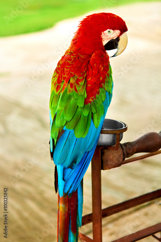 Plakat na zamówienie Birds, Animals. Closeup Portrait Of Bright Colorful Green-winged Red Scarlet Macaw Parrot Sitting On Branch. Travel To Thailand, Asia. Tourism. 