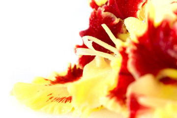 Wall Mural - Bright fresh yellow and red gladiolus isolated \ horizontal