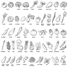 Hand Drawn Vector Set Of Vegetables And Herbs Vintage Illustrations.