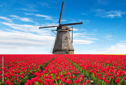 Fototapeta na wymiar Vibrant tulips field with Dutch windmill