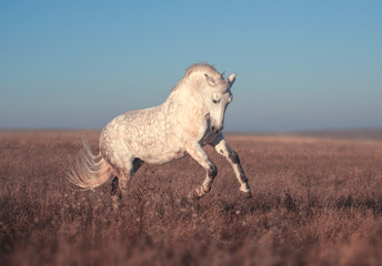 Canvas Print - White horse run