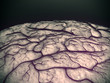circulatory system, blood vessel, brain model, Capillary, brain surface