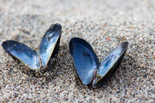 Heart Shaped Open Mussel Shell On The Beach