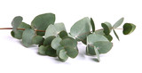 Fototapeta  - Feuilles d'eucalyptus gunnii