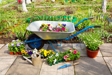Wheelbarrow With Potted Flowers And Garden Tools