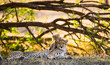 Mother cheetah and her cub in the savannah. Kenya. Tanzania. Africa. National Park. Serengeti. Maasai Mara. 