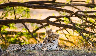 Wall Mural - mother cheetah and her cub in the savannah. kenya. tanzania. africa. national park. serengeti. maasa