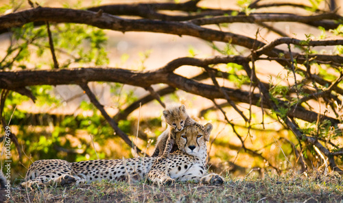 Fotografía Mother cheetah and her cub in the savannah