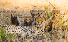 Mother Cheetah And Her Cubs In The Savannah. Kenya. Tanzania. Africa. National Park. Serengeti. Maasai Mara. 