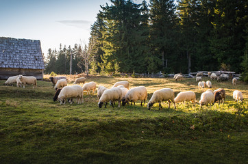 Wall Mural - Flock of sheep grazing