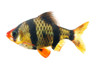 tiger barb or sumatra barb fish isolated