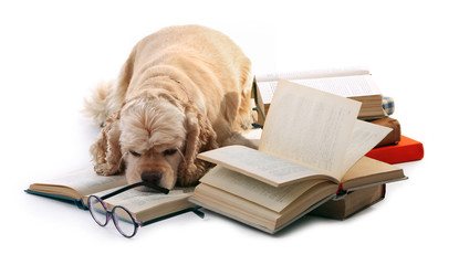 Wall Mural - Dog and books isolated on white