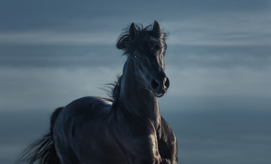 Canvas Print - Pure Bred Spanish black stallion - portrait in motion