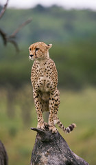 Wall Mural - cheetah sits on a tree in the savannah. kenya. tanzania. africa. national park. serengeti. maasai ma