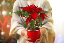 Woman Holding Pot With Christmas Flower Poinsettia, On Light Background
