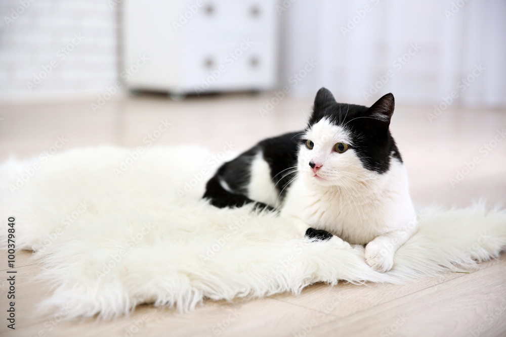 Beautiful cat on carpet, indoor