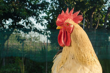 Portrait Of Rooster