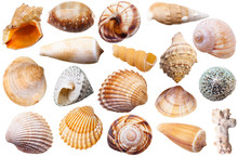 Set Of Different Mollusk Shells Isolated On White