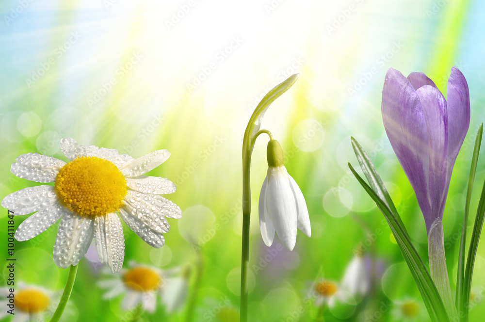 Spring flower Crocus, Daisy and Snowdrop on green natural background - obrazy, fototapety, plakaty 
