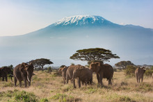 Plains Of Africa At Mt. Kilimanjaro