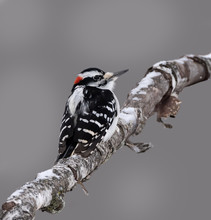 Male Downy Woodpecker In Winter