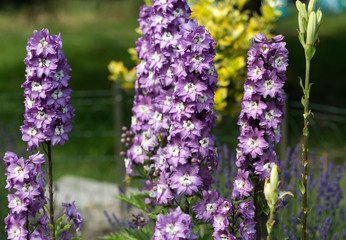 Wall Mural - Purple Delphinium Flower in Garden