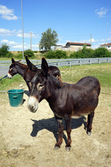 Poster - Two donkeys