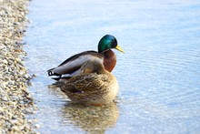 Wild Ducks Male And Female