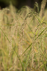 Rice spike in the paddy field