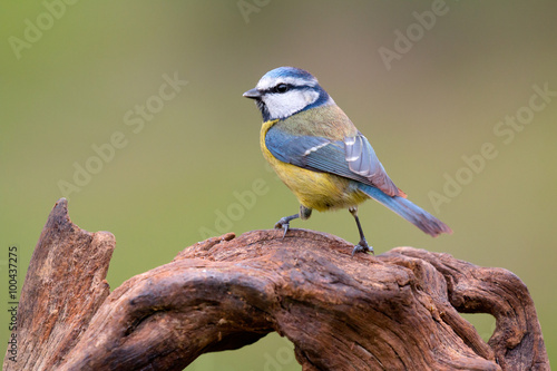 Tapeta ścienna na wymiar Nice tit with blue head