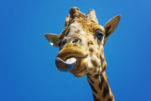 Portrait Of A Giraffe Sticking Out Its Tongue