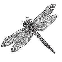 Hand Drawn Dragonfly In Zentangle Style