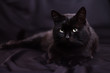 black cat  lying  on a black background