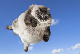 Fototapeta Koty - funny cat levitate in blue sky