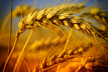 Poster - Wheat closeup