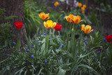 Red, yellow-orange tulips and blue Muscari in the garden